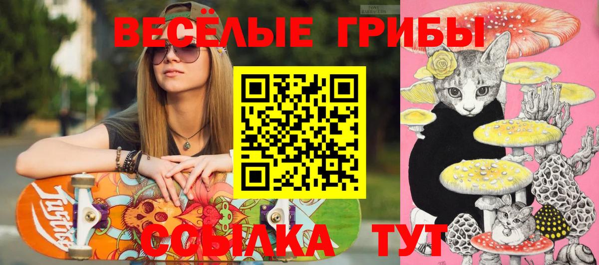 Галлюциногенные грибы Psilocybe Тимашёвск